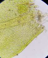 Image of brook-side feather-moss