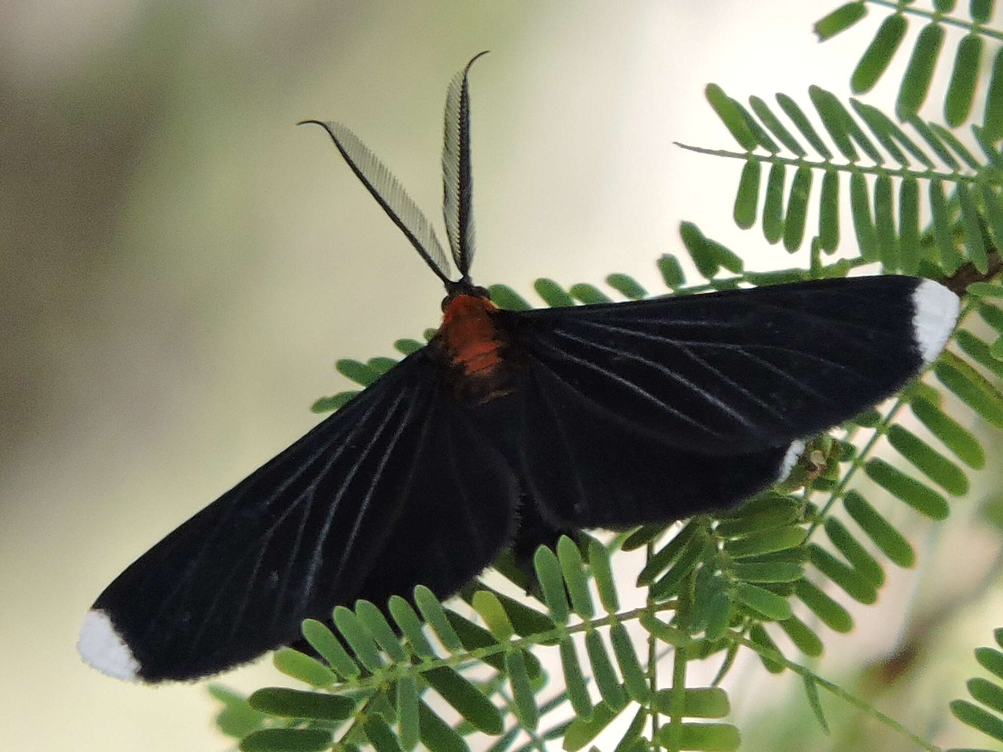 Image of White-tipped Black