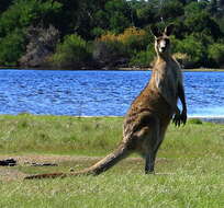 Image of Tasmanian forester kangaroo