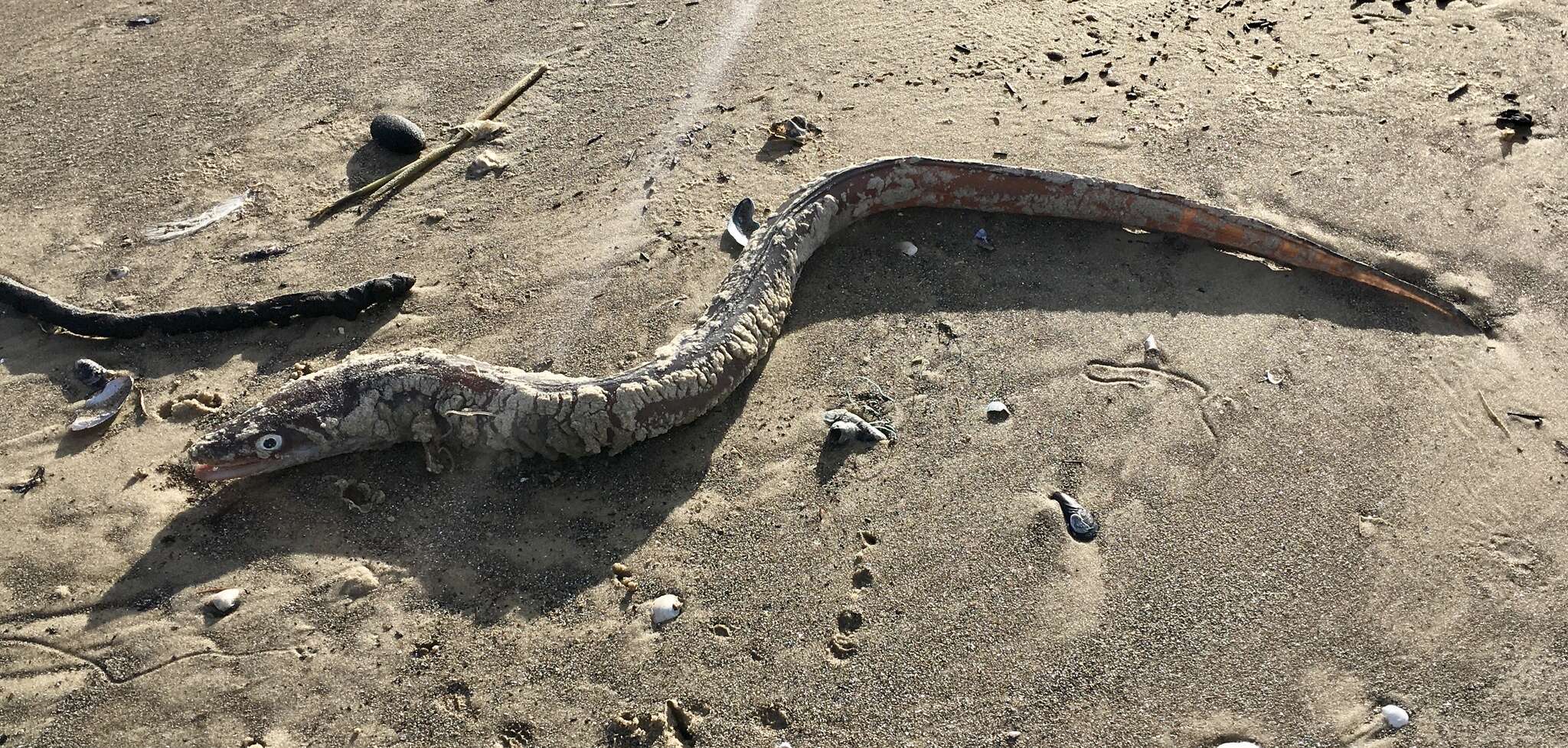 Image of Argentine conger