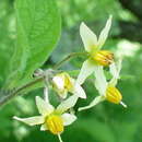 Solanum bulbocastanum Dun. resmi