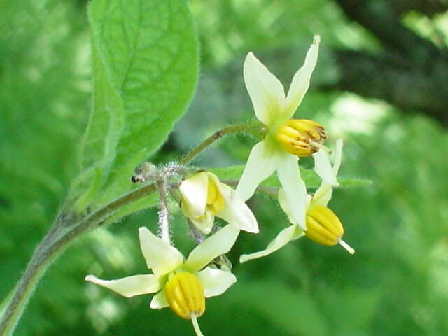 Imagem de Solanum bulbocastanum Dun.