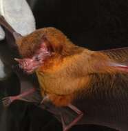 Image of Orange-throated Bat