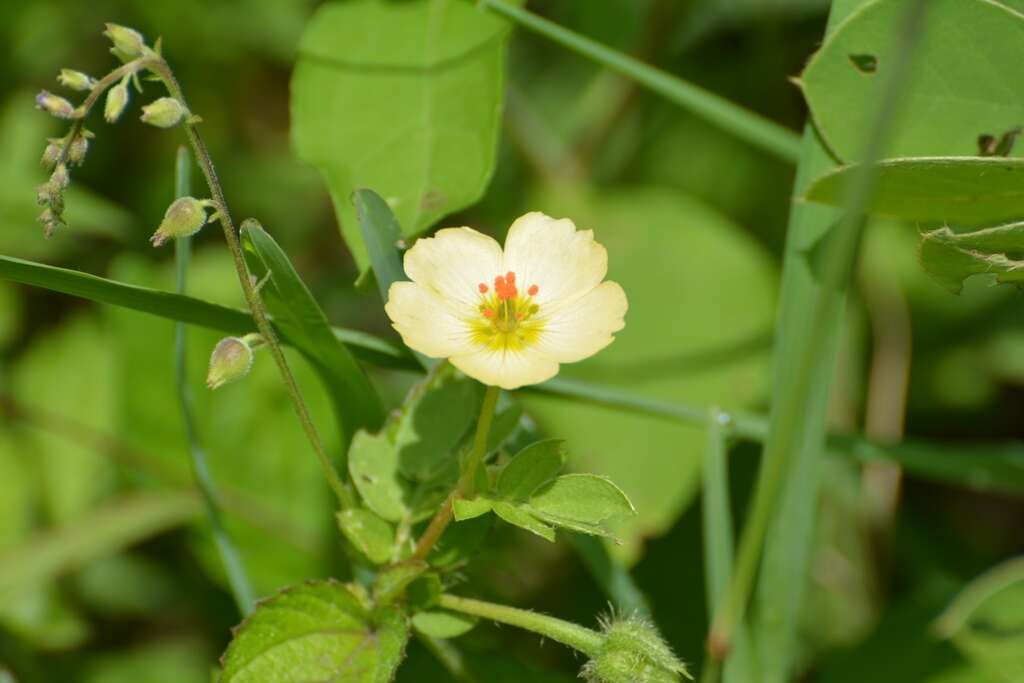 Image de Kallstroemia rosei Rydb.