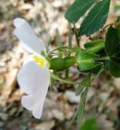 Image of Rosa inodora Fries