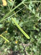 Image of Indigofera lupatana Baker fil.