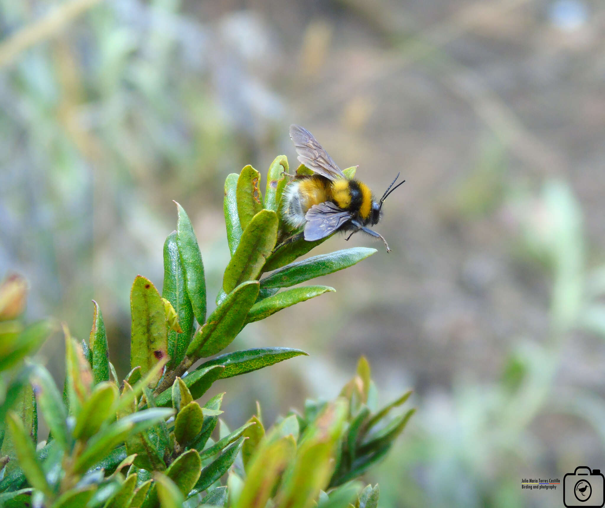 Plancia ëd Bombus hortulanus Friese 1904