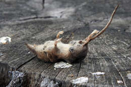 Image of Vagrant Shrew