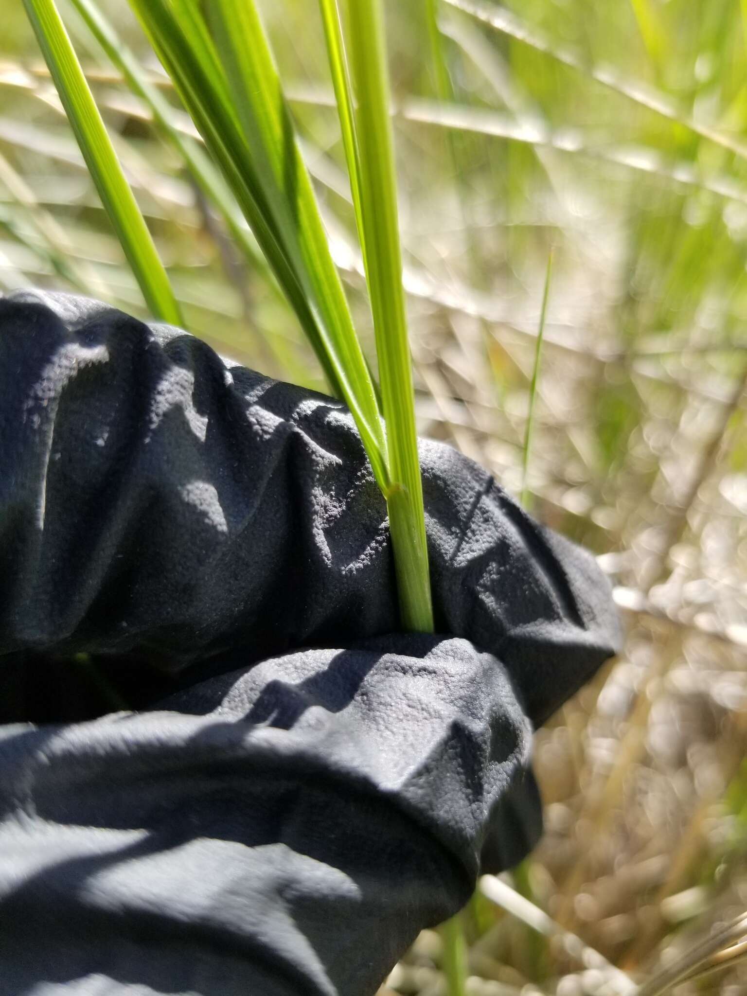 Imagem de Festuca campestris Rydb.