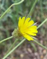 Image de Catananche lutea L.