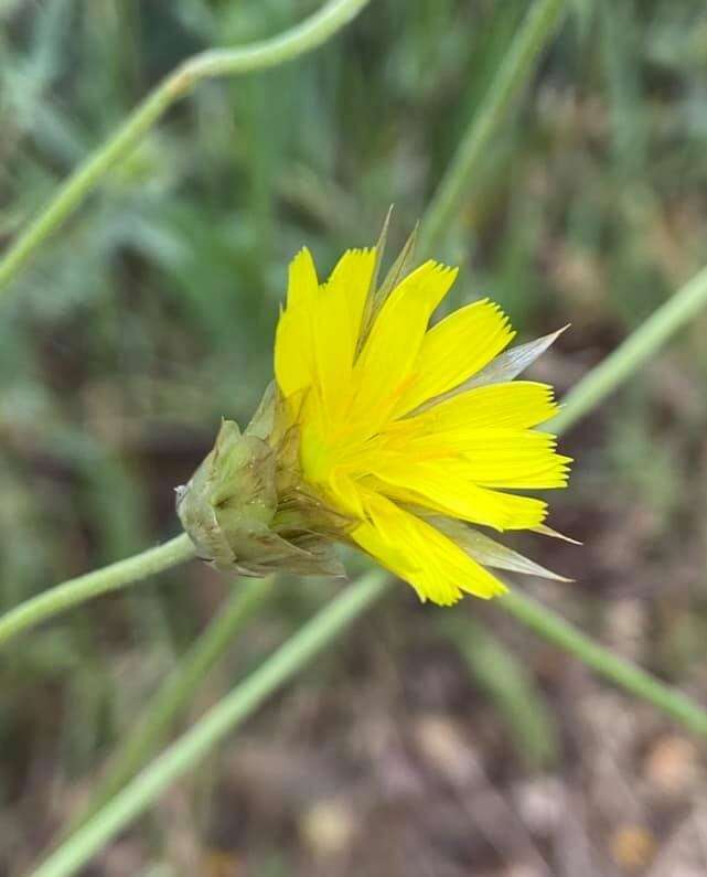 Image de Catananche lutea L.