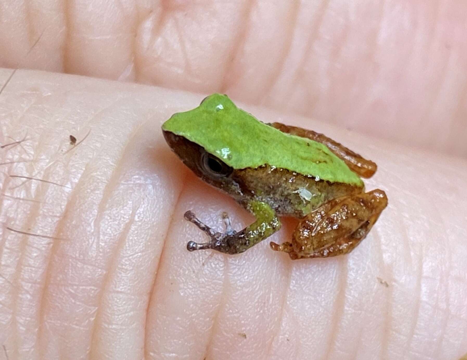 Imagem de Pristimantis pseudoacuminatus (Shreve 1935)