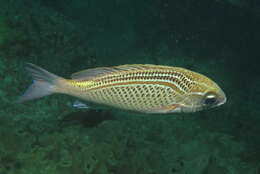 Image of Arabian monocle bream