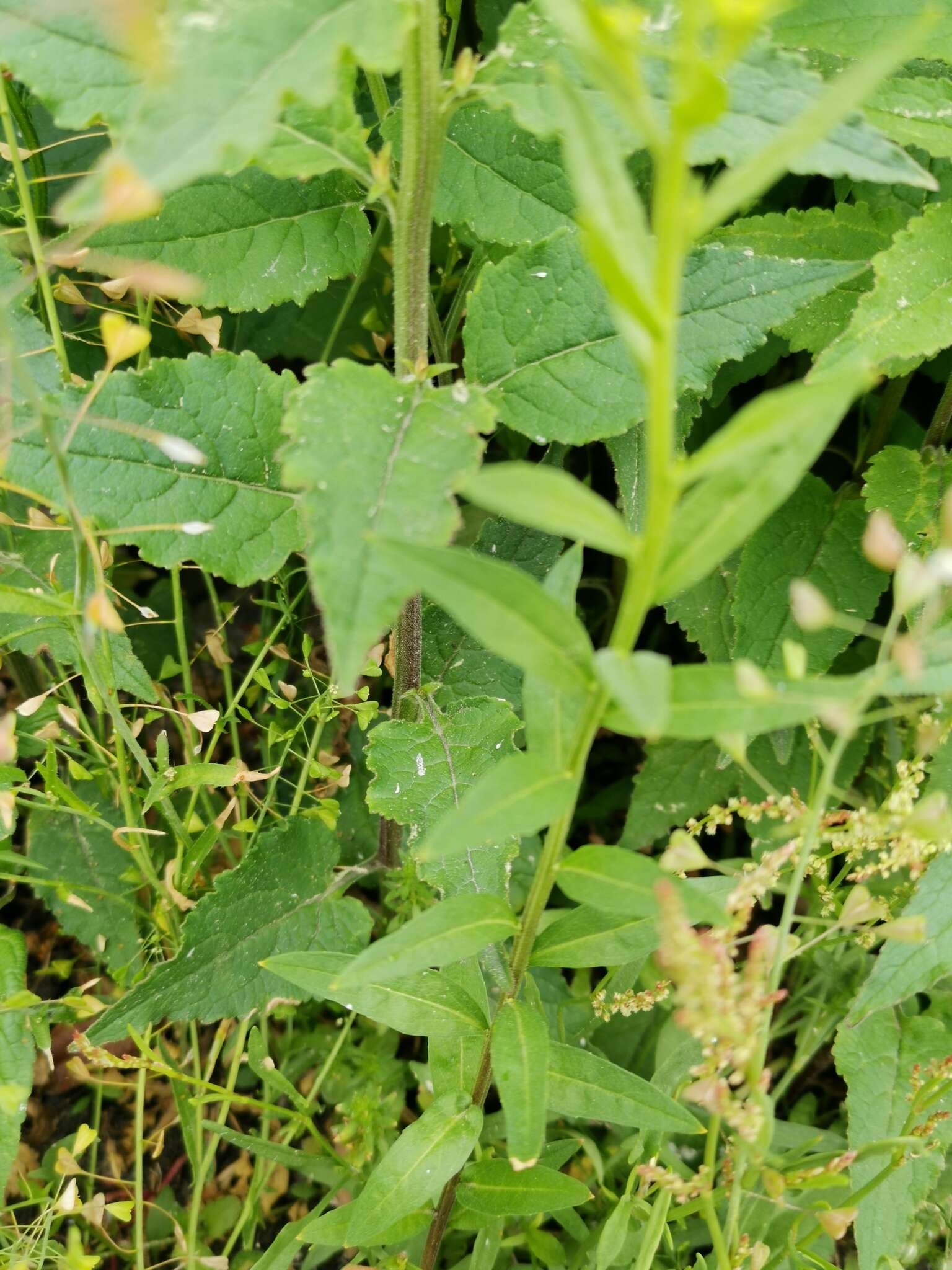 Image of Erysimum virgatum Roth