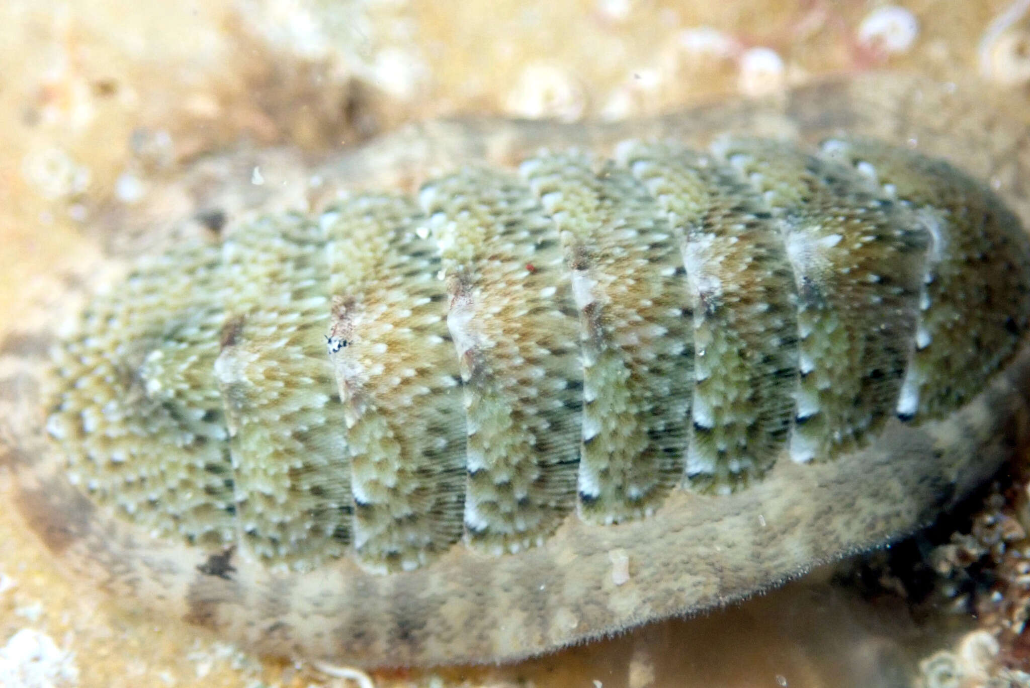 Imagem de Ischnochiton elongatus (Blainville 1825)