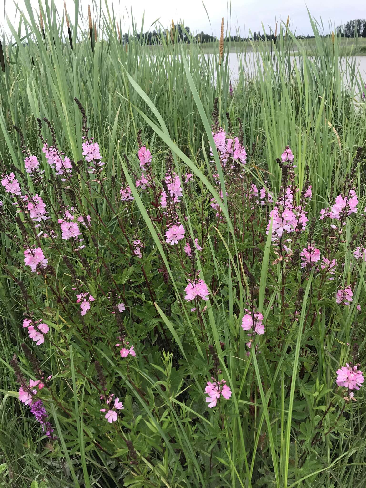 Image of Henderson's Checkerbloom