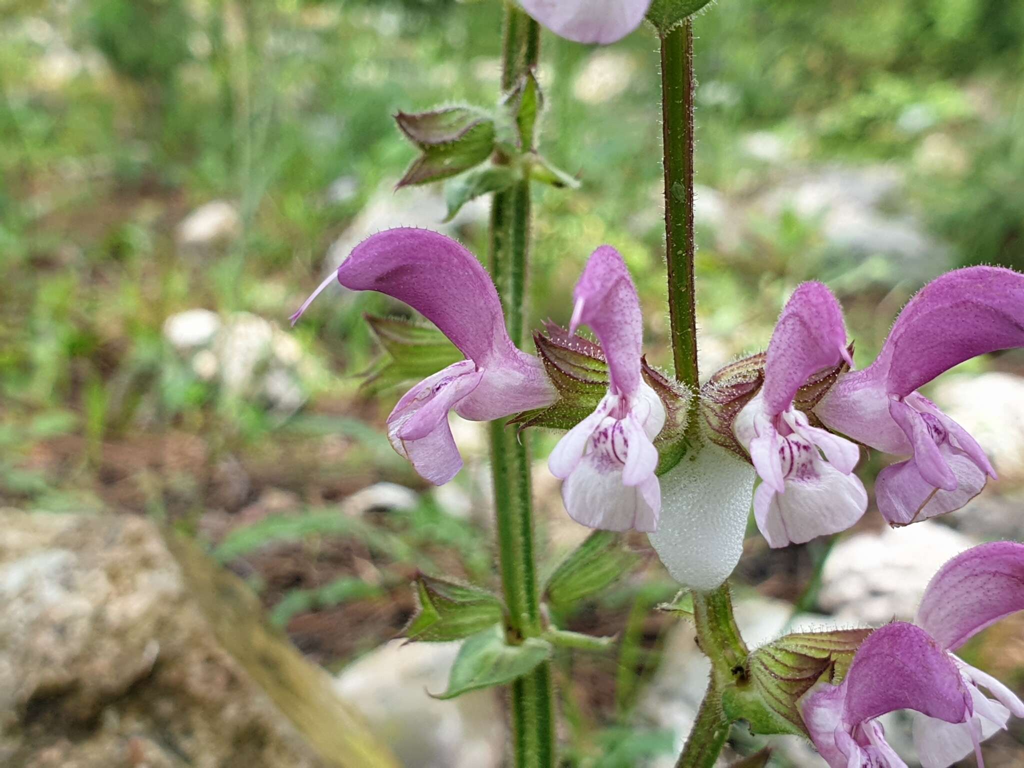 Image of Jerusalem salvia