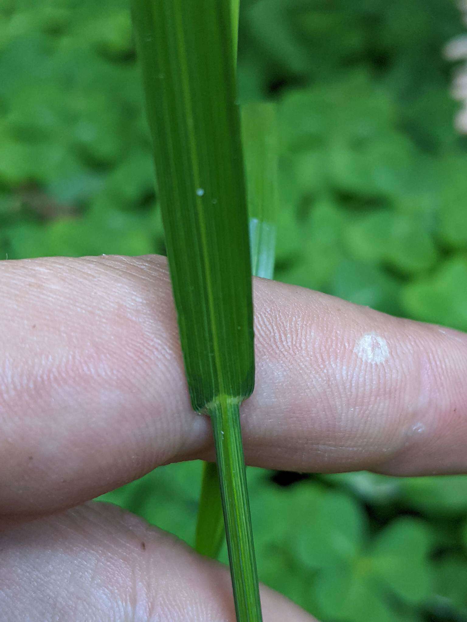 Image of Alaska oniongrass