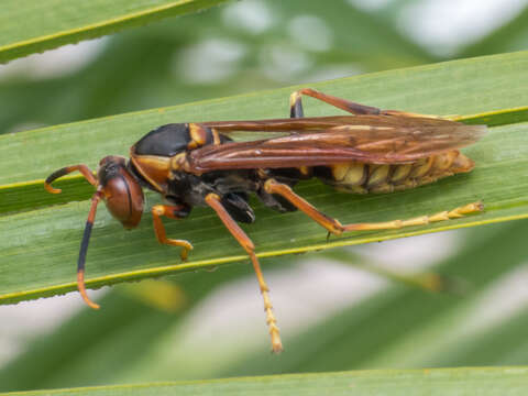 Image of Polistes cavapytiformis Richards 1978