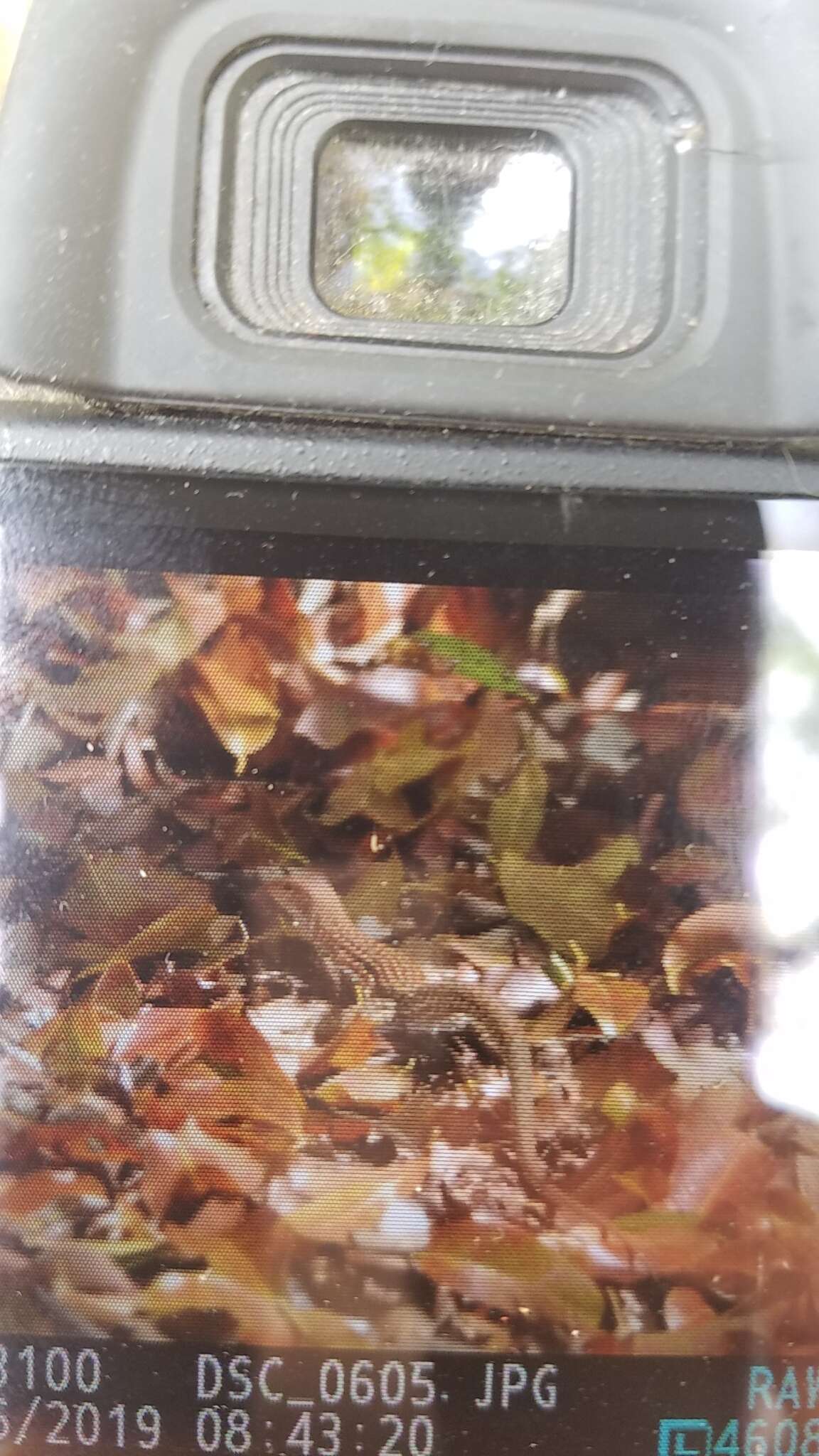 Image of Hispaniolan giant ameiva