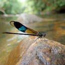 Euphaea tricolor Selys 1859 resmi