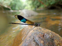 Imagem de Euphaea tricolor Selys 1859