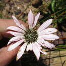 Image of Gerbera crocea (L.) Kuntze