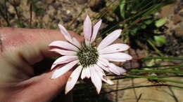 Gerbera crocea (L.) Kuntze的圖片