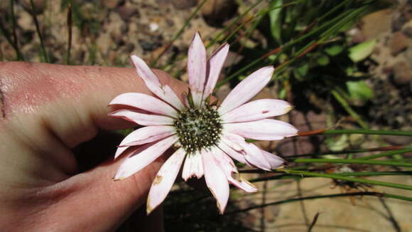 Imagem de Gerbera crocea (L.) Kuntze