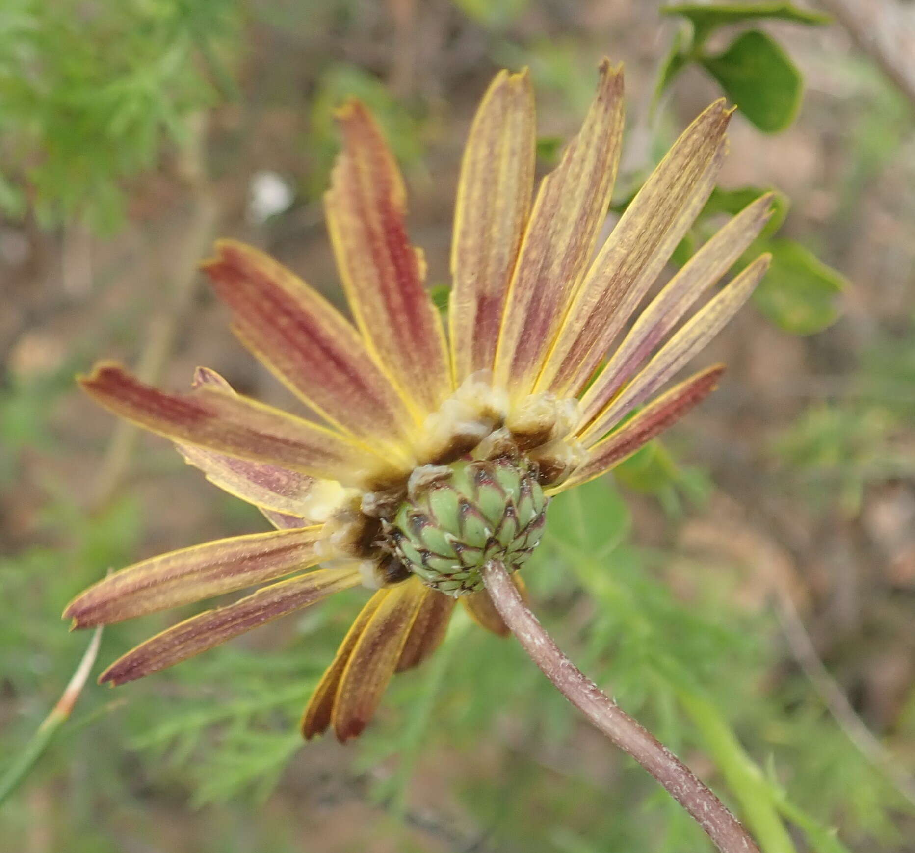 Image of Ursinia chrysanthemoides (Less.) Harv.