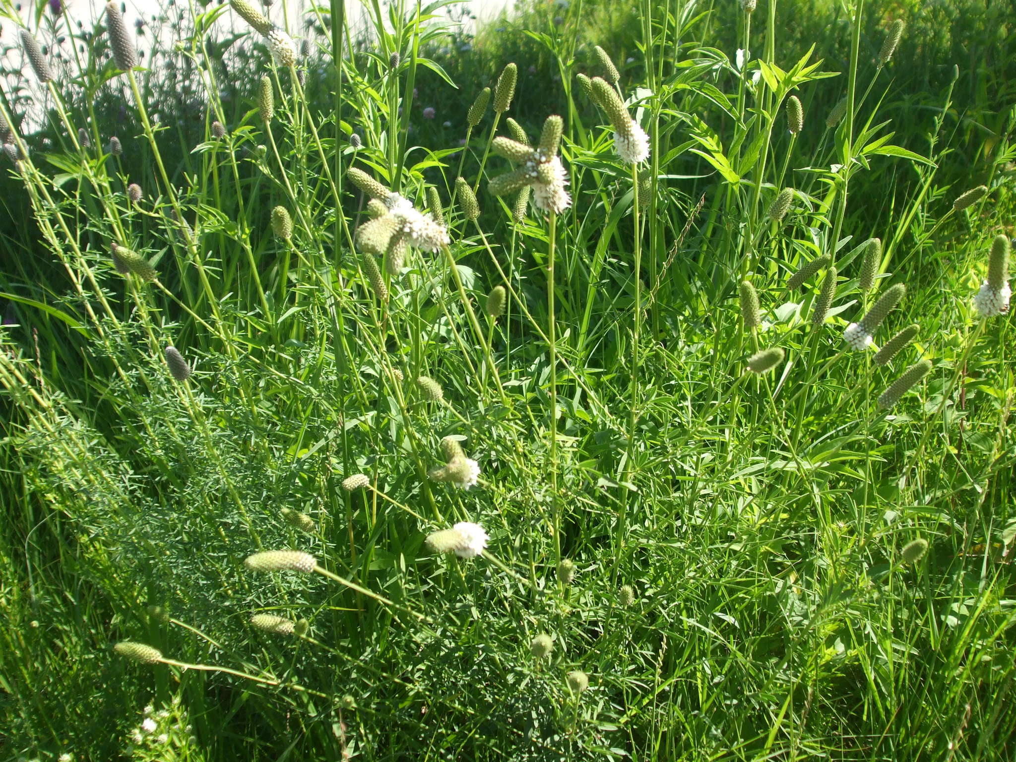 Image of white prairie clover