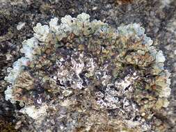 Image of rim lichen