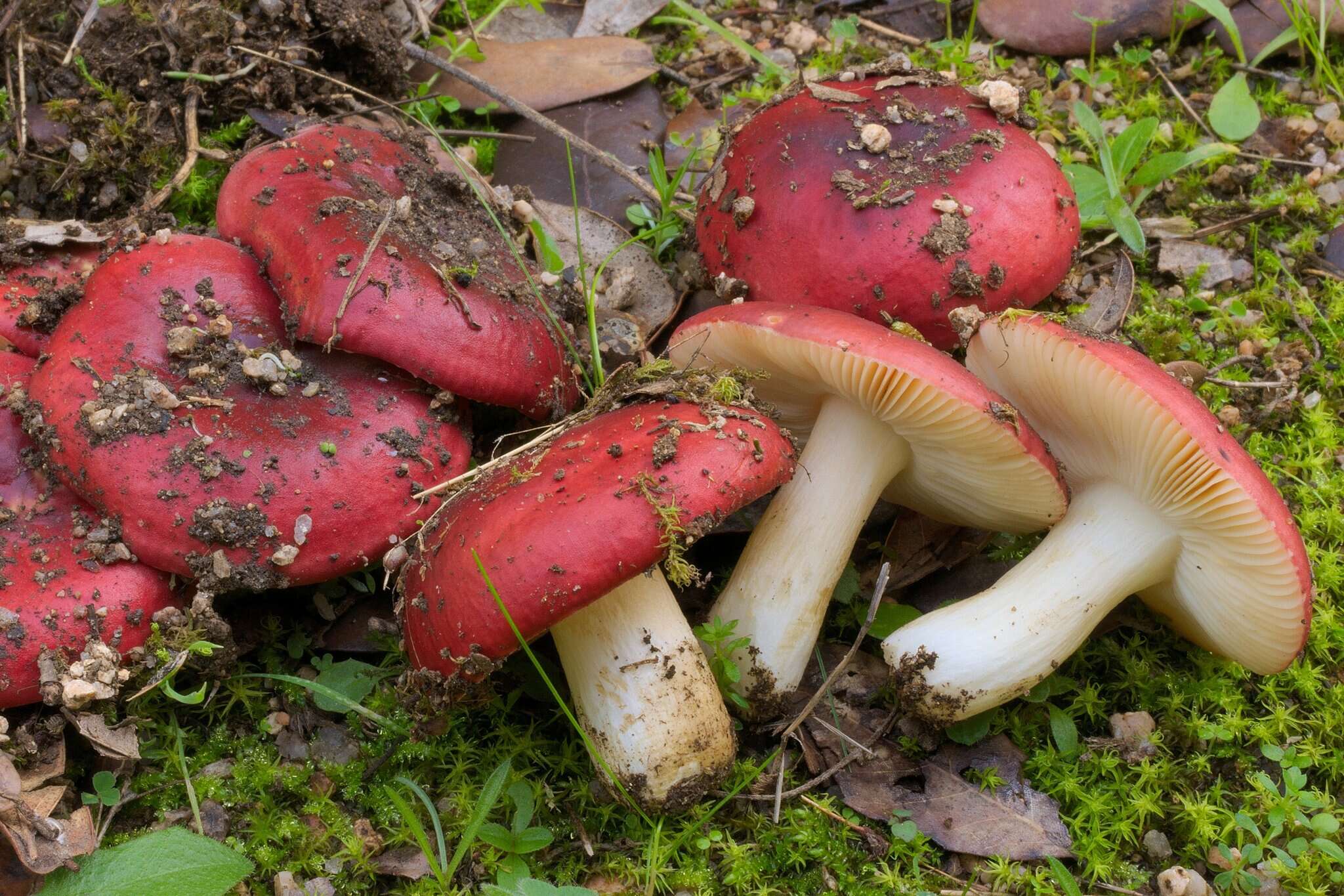 Imagem de Russula graveolens Romell 1885