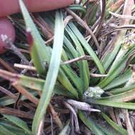 Plantago tolucensis Pilg. resmi