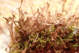 Слика од Cetraria ericetorum Opiz