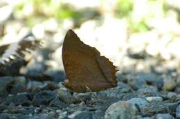 Imagem de Charaxes bernardus Fabricius 1793