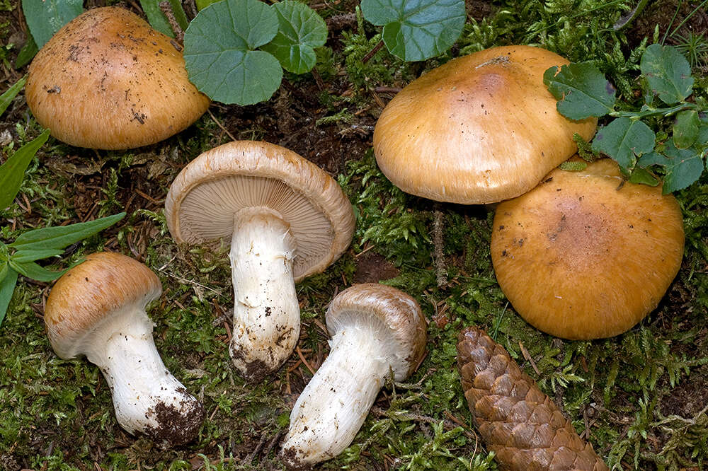 Imagem de Cortinarius claricolor (Fr.) Fr. 1838