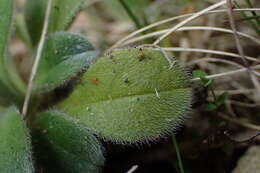 Imagem de Myosotis saxosa Hook. fil.