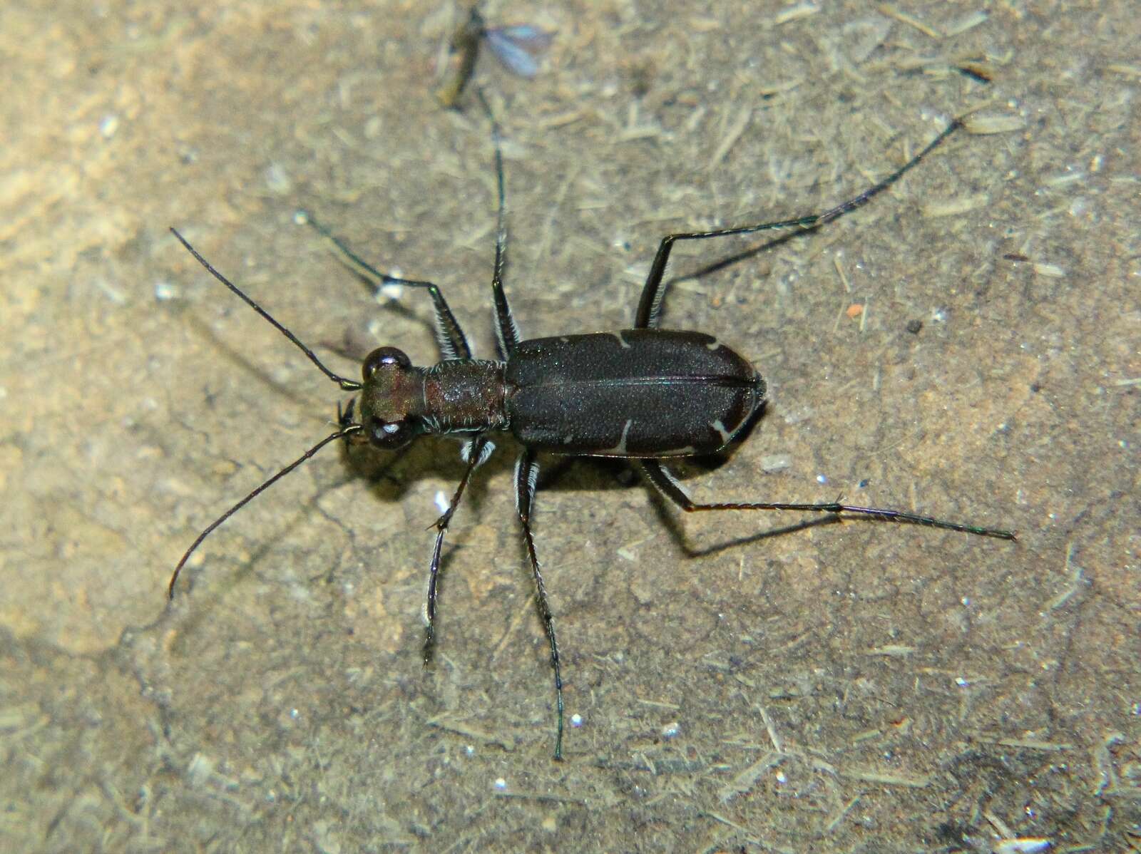 Image de Myriochila (Myriochila) atelesta (Chaudoir 1854)