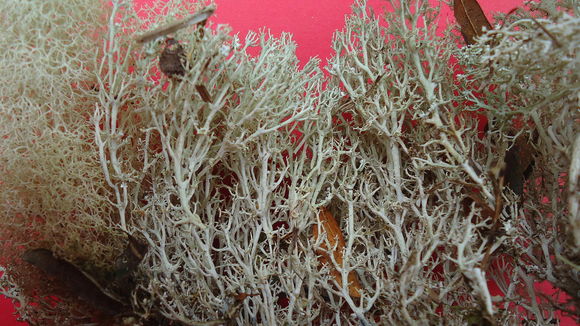 Image of <i>Cladonia confusa</i> R. Sant.
