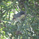 Image of Black-capped Warbling Finch