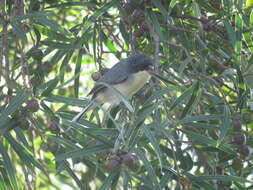 Image of Black-capped Warbling Finch