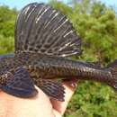 Hypostomus isbrueckeri Reis, Weber & Malabarba 1990的圖片