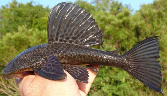 Hypostomus isbrueckeri Reis, Weber & Malabarba 1990的圖片