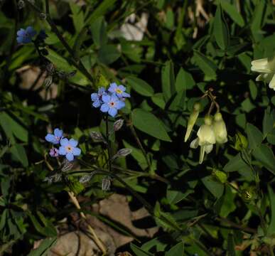 Plancia ëd Myosotis asiatica (Vesterg.) Schischkin & Sergievskaja