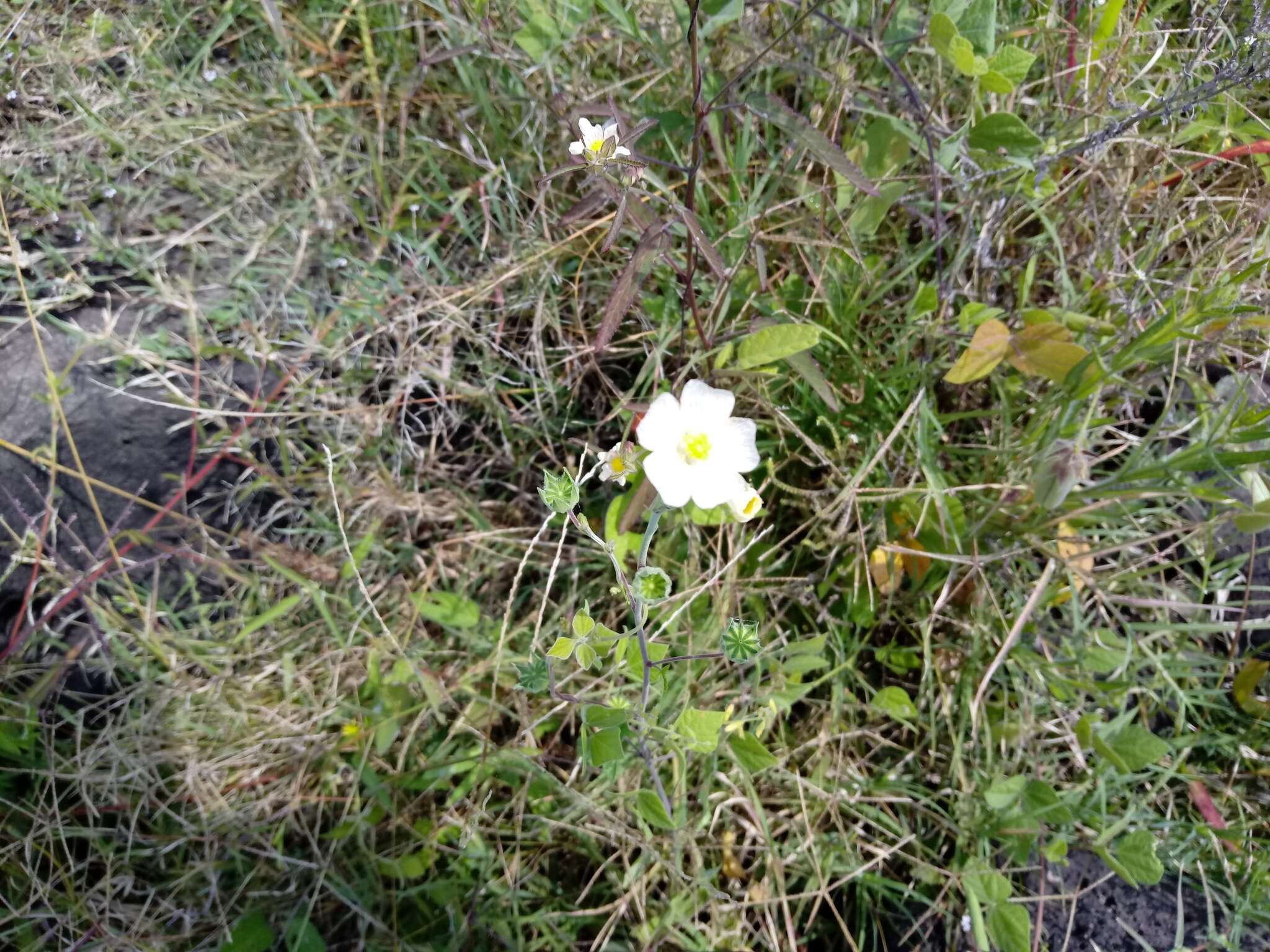 Image of Anoda albiflora P. A. Fryxell