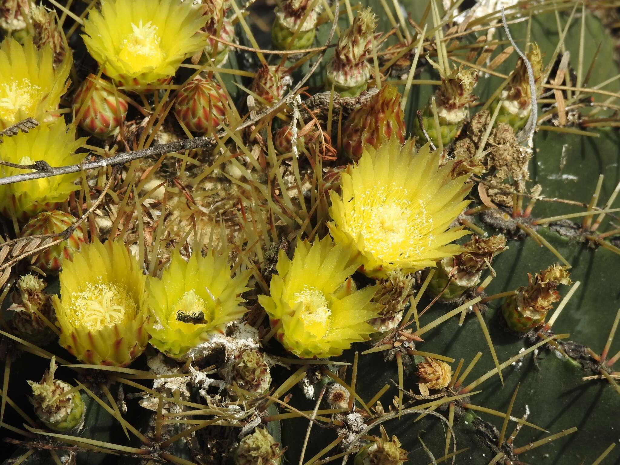 Image of Emory's barrel cactus