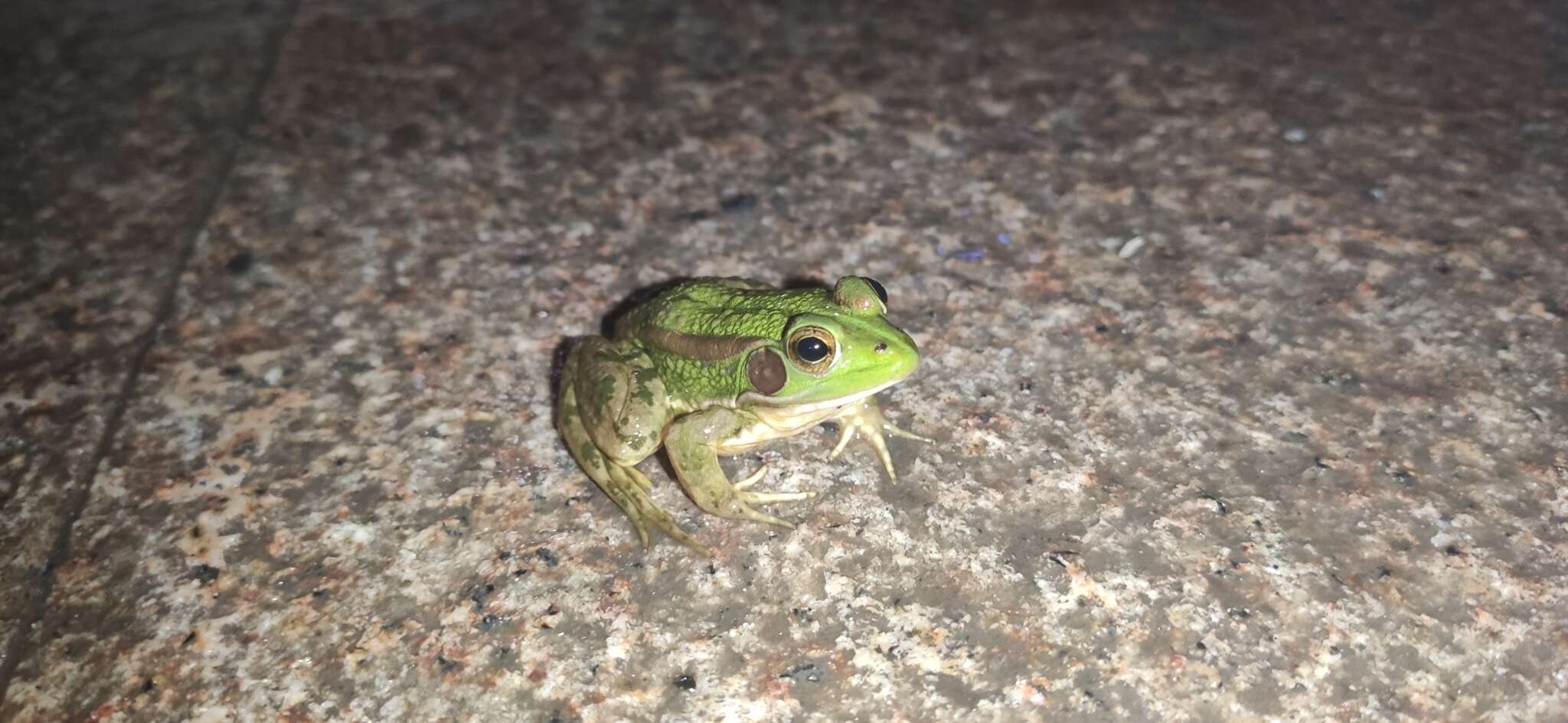 Image of Beijing Gold-striped Pond Frog