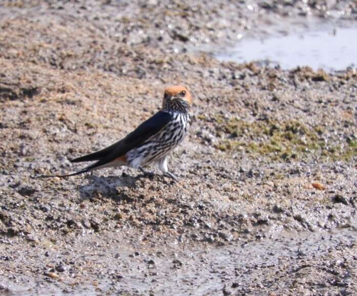 Image of Lesser Striped Swallow