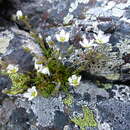 Image de Sabulina uralensis (Clerc) Dillenb. & Kadereit